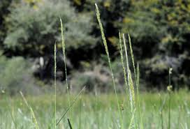 Image result for Oryza longistaminata