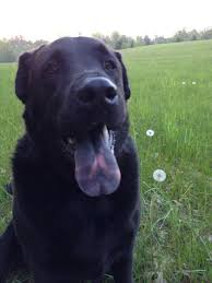 Pin On Dogs In My Life