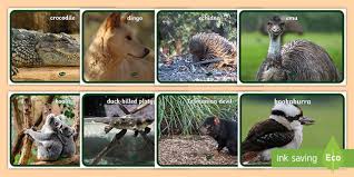 Upload your images or choose from adobe's stock selection. Australian Animals Images Photo Pack Twinkl Resources