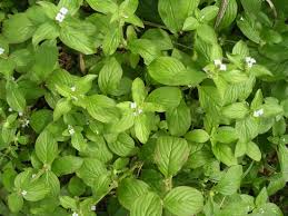 Image result for Spermacoce kirkii