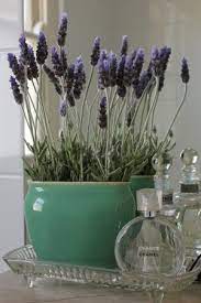 Potted Lavender For The Bathroom Potted Lavender Plants Lavender Plant