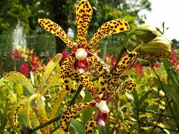 Times of indiaguidepal.com|sightseeing, kuala lumpur updated : Lake Gardens Kuala Lumpur Visitor Guide Travelvui