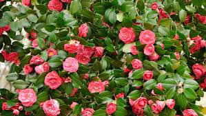 Image result for Camellia