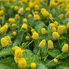 Image result for Spilanthes