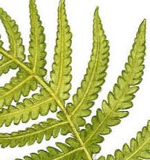 Image result for Thelypteridaceae