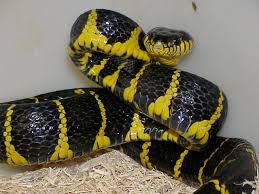 Black And Yellow Mangrove Snake Black And Yellow Snake Yellow Snake Snake