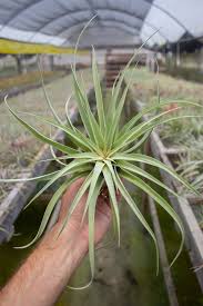 Image result for Buchnera capitata
