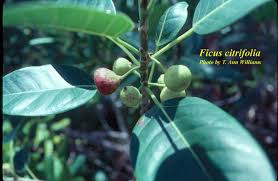 Image result for Ficus laurifolia