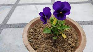 Pansy Flower Ki Hindi Best Flower Wallpaper