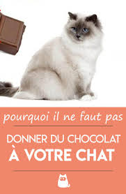 Peut On Donner Du Chocolat A Un Chat Tout Savoir Chats Et Chatons Chat Chatons Droles