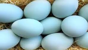 Biasanya peternak besar sudah memiliki ceruk pasar sendiri dan dia juga bisa menerima suplai telur dari peternak kecil untuk. Tips Membuat Telur Bebek Lebih Tahan Lama