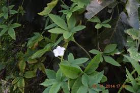 Image result for Merremia quinquefolia