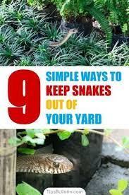 9 Simple Ways To Keep Snakes Out Of Your Yard How To Keep Snakes Garden Snakes Keep Snakes Away Snake Repellant
