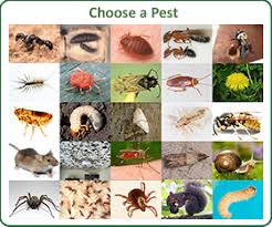 Smart pest control companies know the wide variety of chemicals available and how they can use them to safely resolve pest issues. Least Toxic Control Of Pests In The Home And Garden Beyond Pesticides