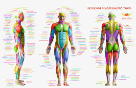 Skeletal muscle very much relies on the skeleton itself to perform the bodies' most basic movements. Muskuli V Choveshkoto Tyalo Body Muscles Anatomy Free Main Muscle Groups Front And Back Transparent Png 6819x4308 Free Download On Nicepng