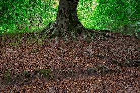 Forest An Entire Beech Tree Root System In The Fall Stock Photo Picture And Royalty Free Image Image 95389249