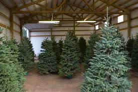 Hallo.ich hätte mal eine frage wegen dem weihnachtsbaum! Weihnachtsbaum Lagern So Halt Er Langer