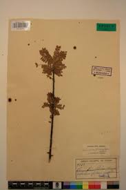 Image result for Haplocoelum foliolosum