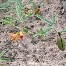 Image result for Crotalaria podocarpa