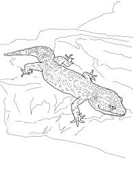 More fun and free coloring pages for kids. Coloring Pages Coloring Pages Gecko Lizard Printable For Kids Adults Free