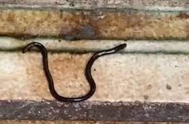 If you meet the snake in however, in the unfortunate event that you have been unexpectedly bitten by a snake immediately call 911, or the american association of poison control. Glossy Worm Found In Bathroom Is Actually A Brahminy Blind Snake All About Worms