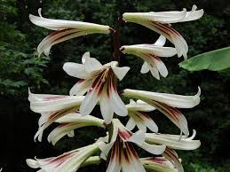 It is found in the himalayas, china and myanmar (burma). Cardiocrinum Giganteum Seed