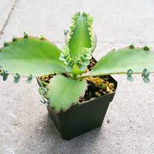 Pin On Plant Babies