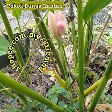 Jika anda meremas batang maka akan terdegar bunyi kress sebagai tanda bahwa batang kangkung masih segar. Pokok Bunga Kantan Rizom 1 Batang Shopee Malaysia