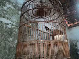 Selain para pembudidaya atau penjual burung kacer sendiri jadi semakin ramai. Manfaat Sangkar Bulat Buat Burung Kacer Hobby Kece