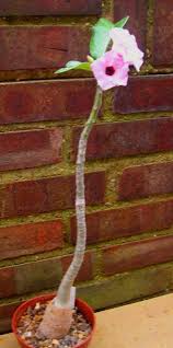 Image result for Adenium boehmianum