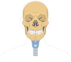 Image result for Hyoid Bone