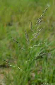 Image result for Eragrostis plana