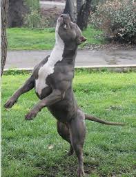 Strong Pitbull Bully Breeds Dogs Dogs Pitbull Terrier