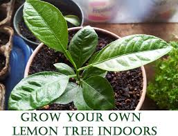 We did not find results for: Grow Your Own Lemon Tree Out Of Store Bought Lemons In 11 Easy Steps