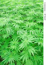 Image result for 麻の葉