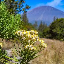 Maybe you would like to learn more about one of these? 10 Tumbuhan Langka Di Indonesia Halaman All Kompas Com