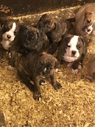 We offer some of the finest olde and english bulldogs in the midwest we have beautiful bully's with color. Old English Bulldog Puppies For Sale Zimmerman Mn 285121