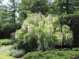 Longissima Alba Wisteria Wisteria Floribunda Longissima Alba At Oakland Nurseries Inc Wisteria Plant Wisteria Vine Trellis
