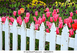 We did not find results for: Picket Fence In Tukip Garden Old White Picket Fence In Spring Tulip Garden Canstock