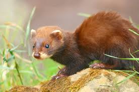 Welsh Polecat European Polecat Ferret Weird Animals