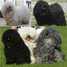 84 Animals With Majestic Hair Puli Dog Breed Herding Dogs Breeds Komondor Dog