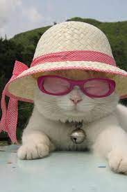 National Sunglasses Day Check Out These 5 Instagram Cool Cats Sporting Shades Cattime Cute Animals Cute Cats Crazy Cats