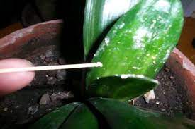As of january 2012, six species are recognized by the. Common Pests Of Clivia The Plant Aide