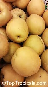 Image result for Pycreus pauper