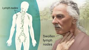 Molly Borman Biomedical Illustrations, Inc.