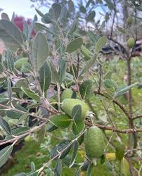 Image result for Feijoa sellowiana
