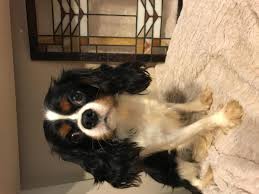 Check spelling or type a new query. Cavalier King Charles Spaniel Puppies For Sale North Texas Bmo Show
