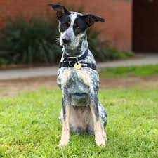Video Feature Can You Be Their Paw Mate The top countries of suppliers are india, china, and india, from which the percentage of dog sex. video feature can you be their paw mate