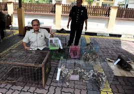 Jabatan perlindungan hidupan liar dan taman negara (perhilitan) negeri sembilan, akan menyiasat dakwaan mengenai kehadiran buaya di perairan port dickson seperti ditularkan melalui media sosial facebook, semalam. Perhilitan Selangor Tahan Dua Beradik Rampas Pelbagai Haiwan Dilindungi