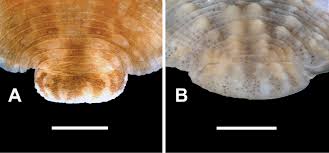 Image result for Gilgiochloa indurata